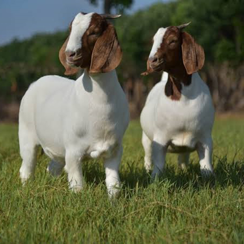 Jamuna Pari Goat - Color: Mostly White Or Cream And Sometimes Light Brown Patches
