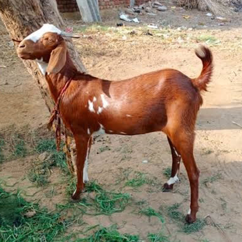 Sirohi Goat - Color: Common: Light Brown To Dark Brown With Patches