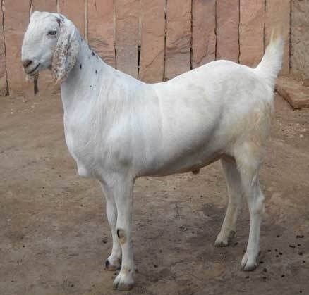 Sojat Goat - Color: Mostly Black Or Black With White Markings