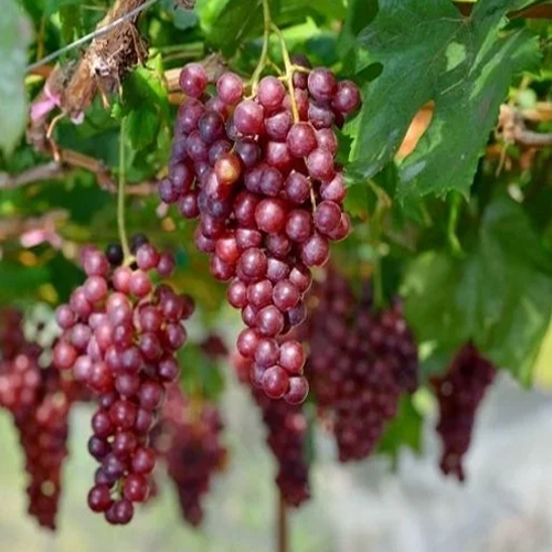 Fresh Grapes - Color: Black