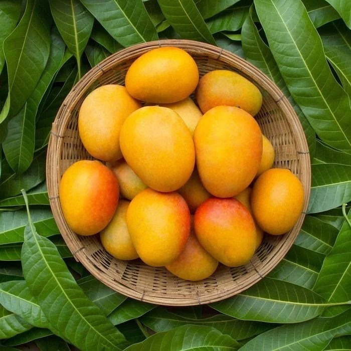 Organic Mango - Color: Yellow