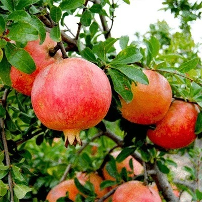 Organic Pomegranates - Color: Red