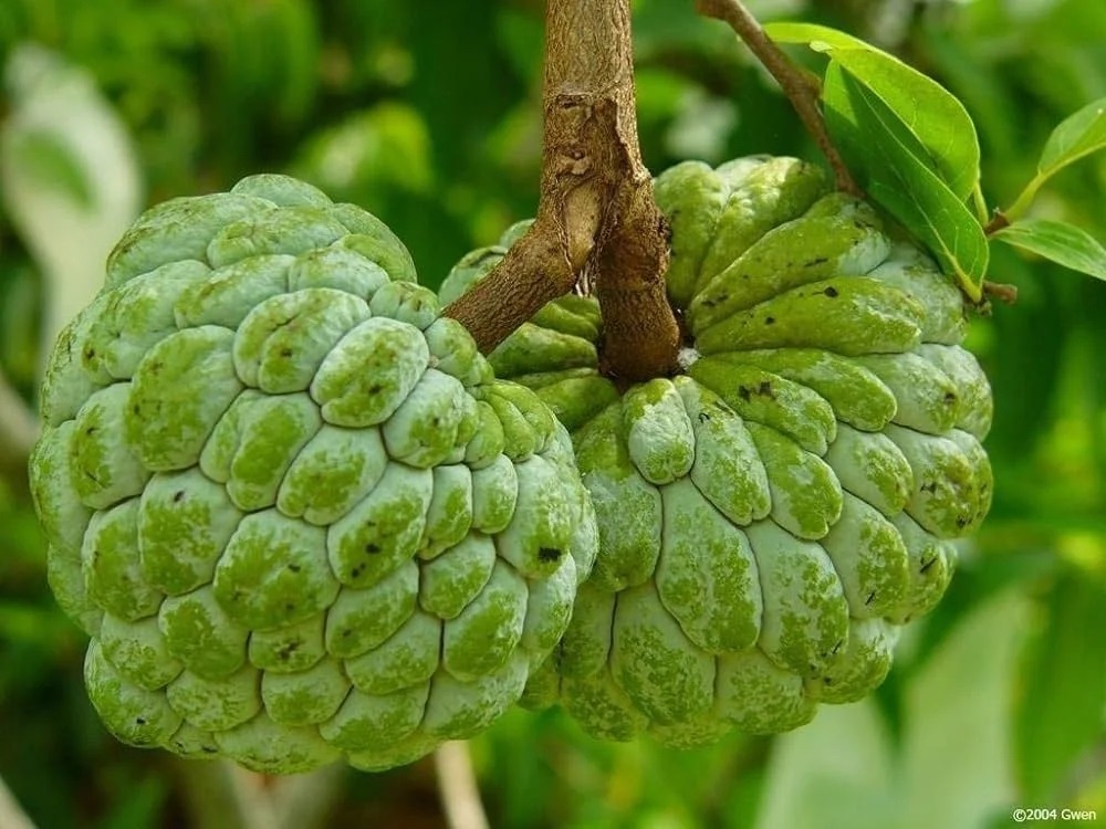 Custard Apple - Color: Green