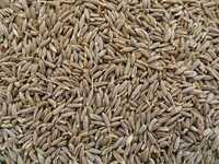 Cumin Seeds