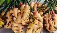 Fresh Ginger