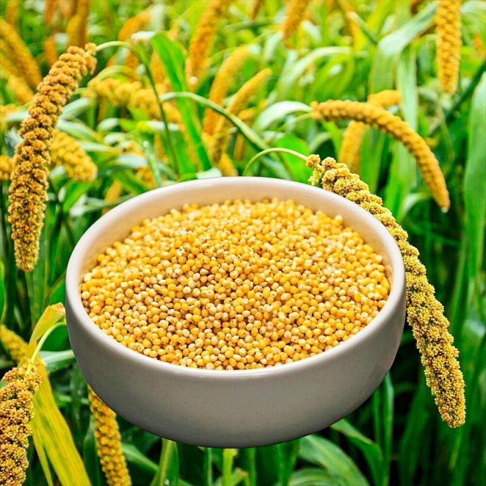 Millet Rice