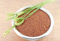 Ragi Millet Rice - Color: Brown