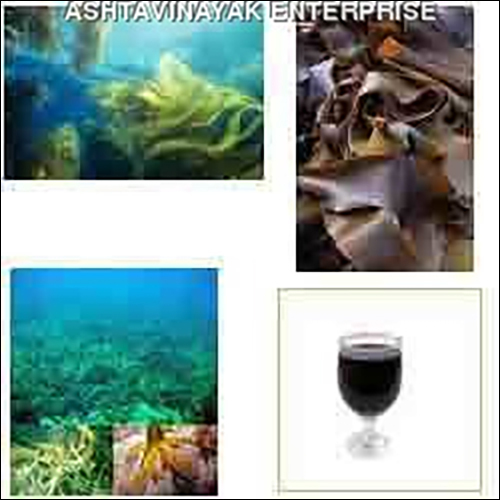 Seaweed Extracts - Dark Green Powder or Blackish Liquid, Highly Soluble, Rich in Essential Nutrients and Amino Acids, Long Shelf Life, Pure at 95%