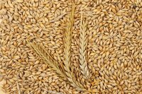 Barley Seeds