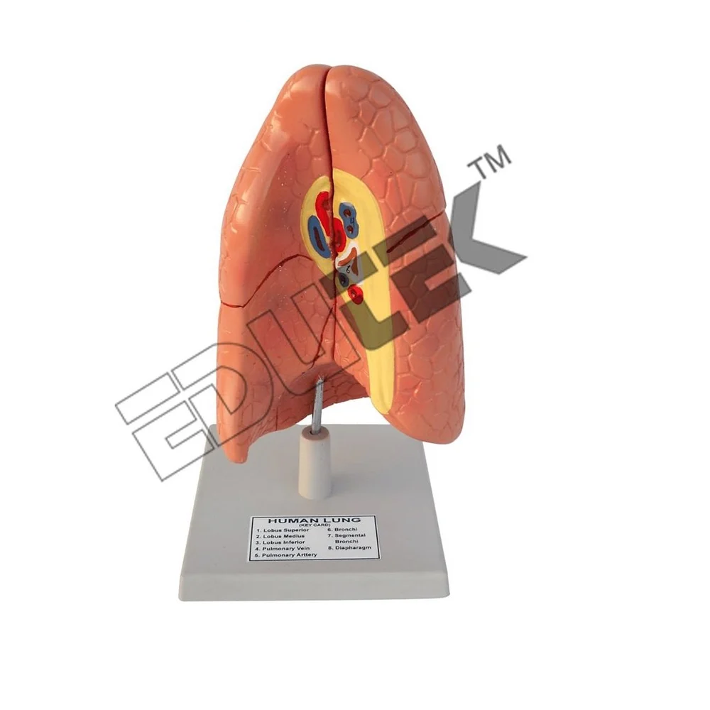 Human Lungs