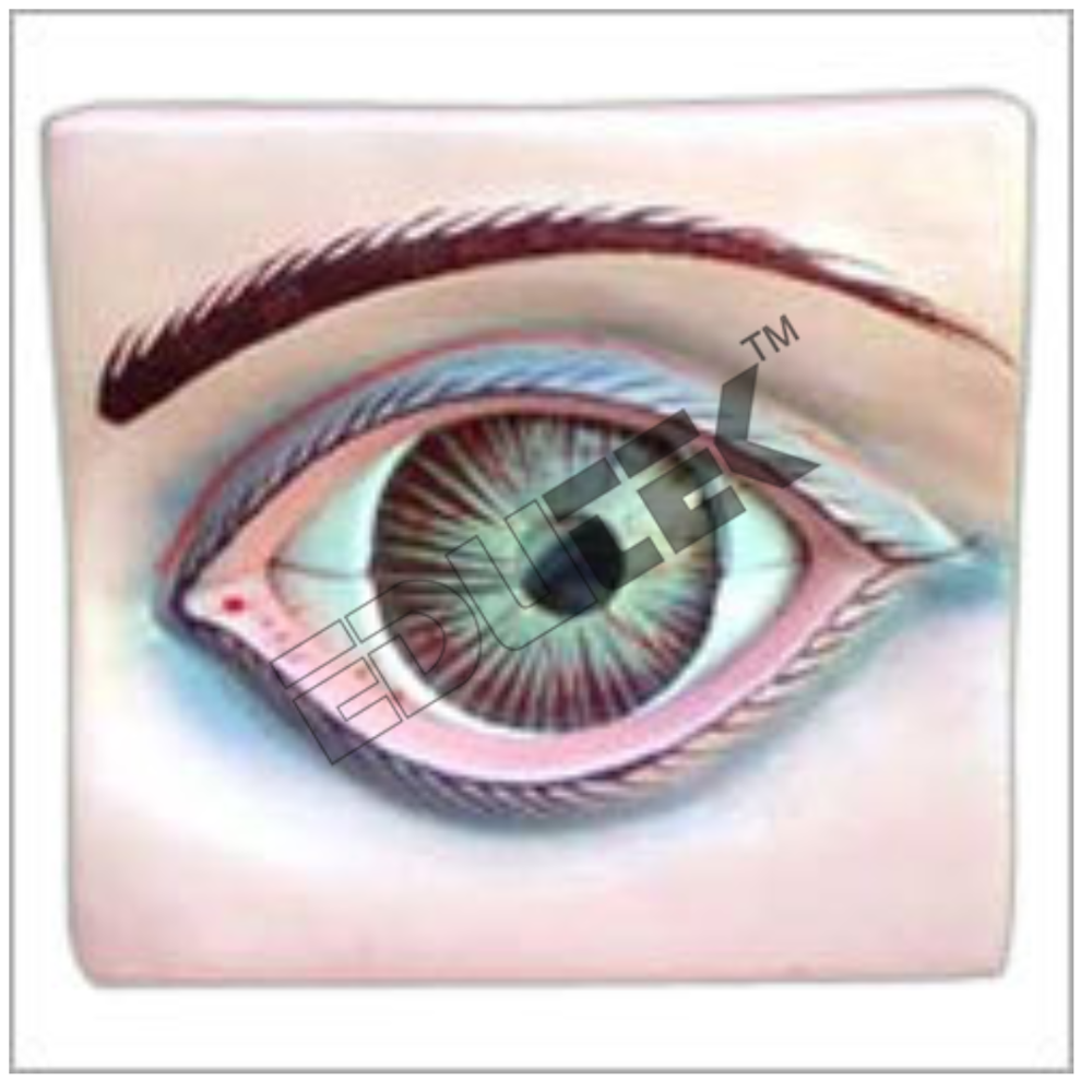 Human Eye