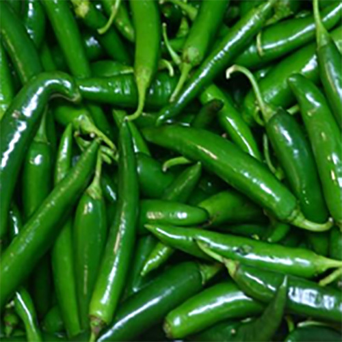 G4 Green Chilli - Cultivation Type: Organic