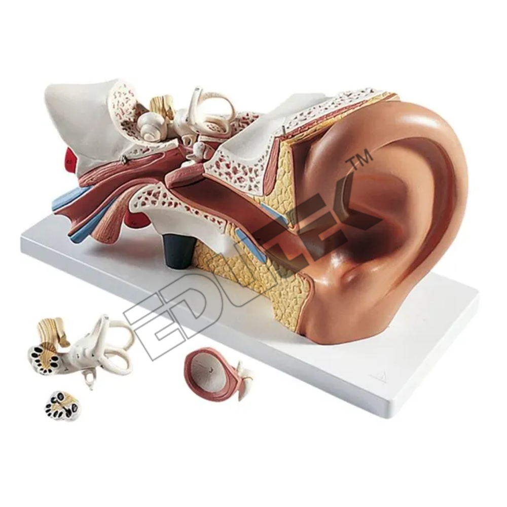 Human Ear