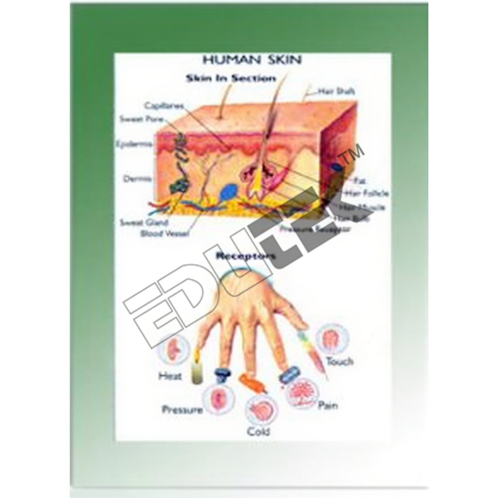 Human Skin