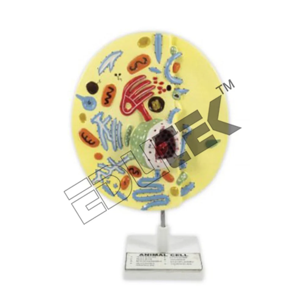 Animal Cell - Pvc, 150-250 Mm Diameter, Off-white Color, Seven Dissectable Parts, 1:100-1:500 Scale, Includes Stand For Medical Education
