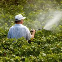 Oxyfluorfen Insecticide - Application: Agriculture