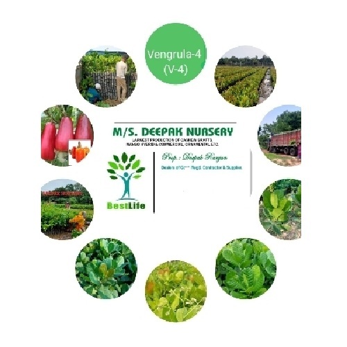 Vengrula-4 Cashew grafted plants