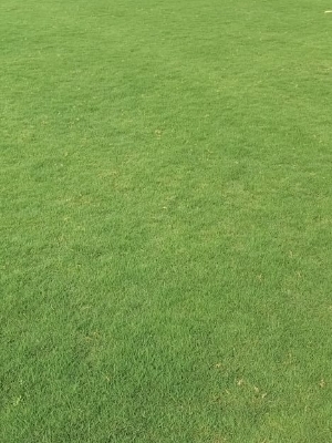 Natural Lawn Grass - Color: Fresh Green