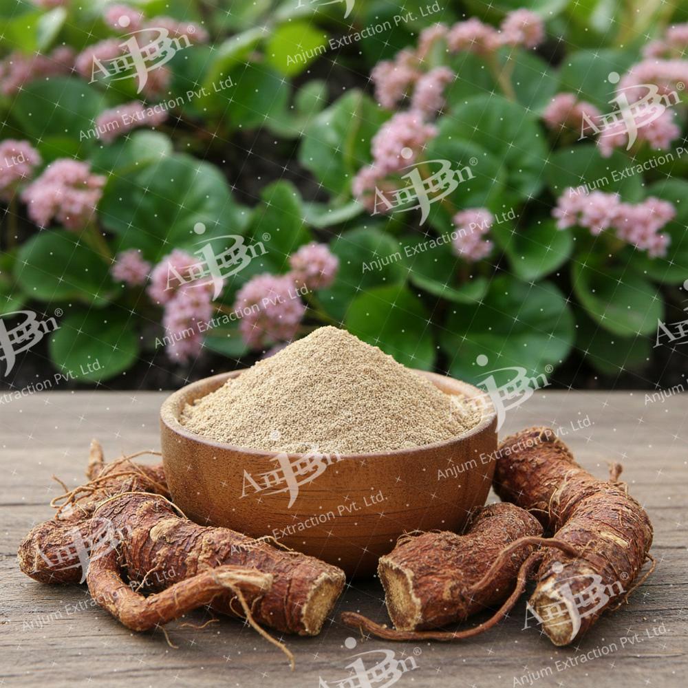 Pashanbhed (Saxifraga ligulata)