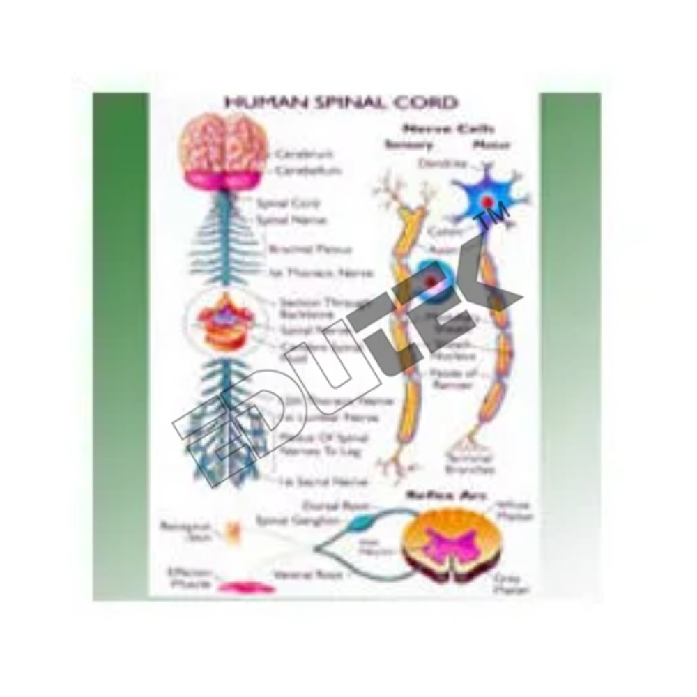 Human Spinal Cord - Detailed Biological Chart Specifications | Anatomical Accuracy, Educational Resource, High-quality Graphics