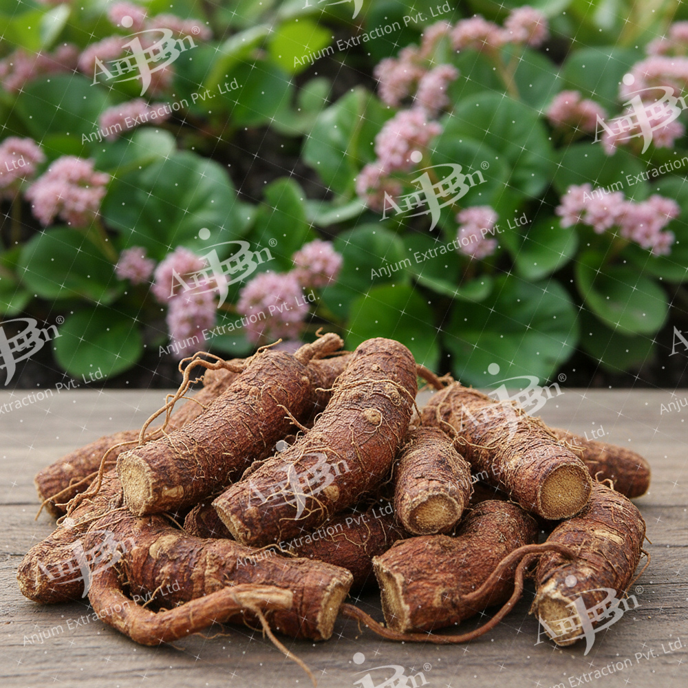 Pashanbhed (Saxifraga ligulata)