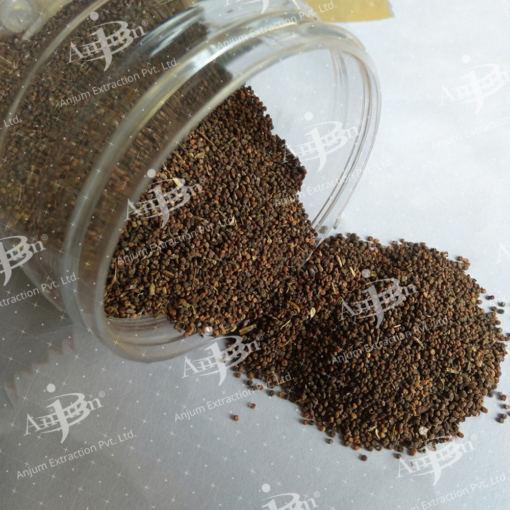 Khurasani Ajwain (Hyoscyamus niger)