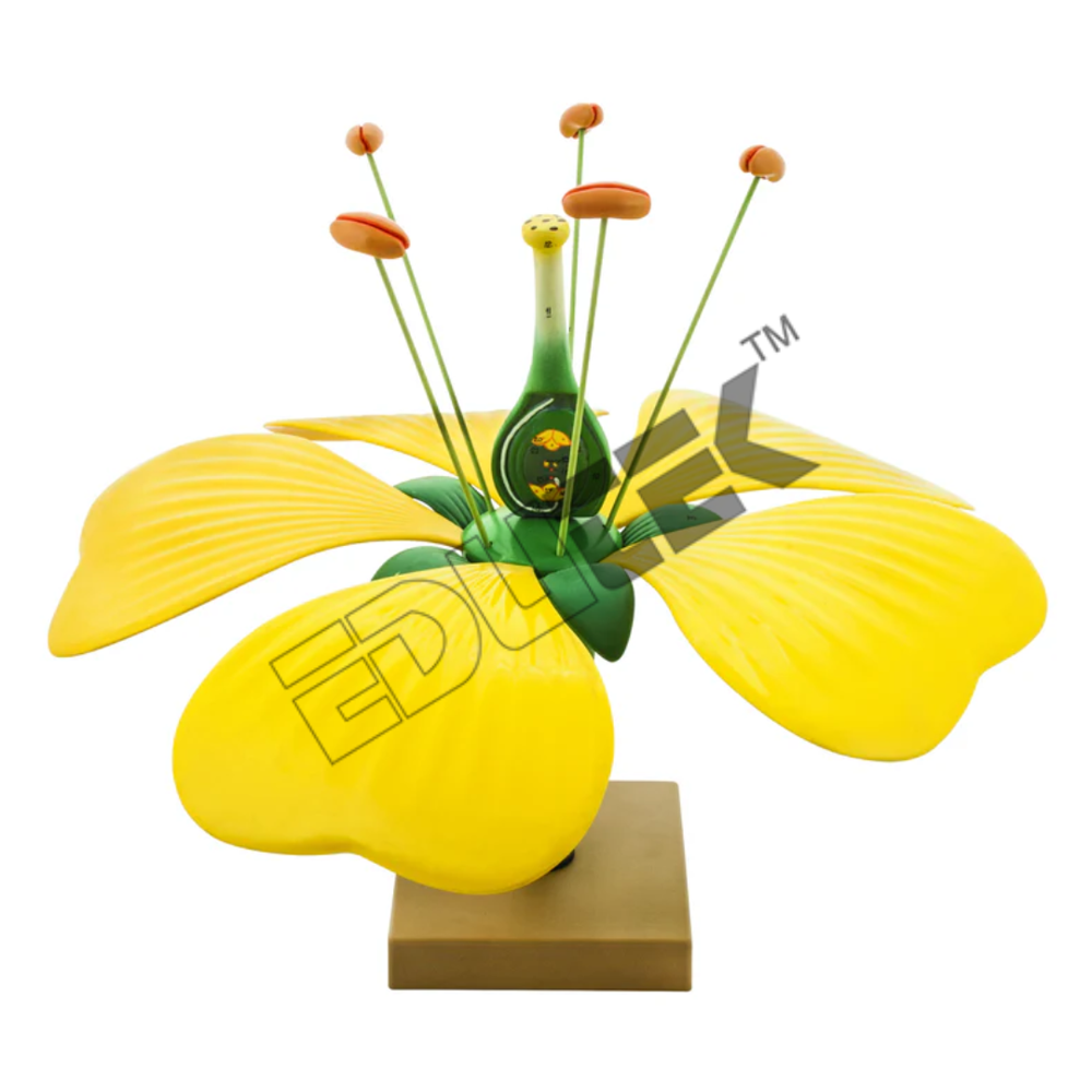 Flower Model 