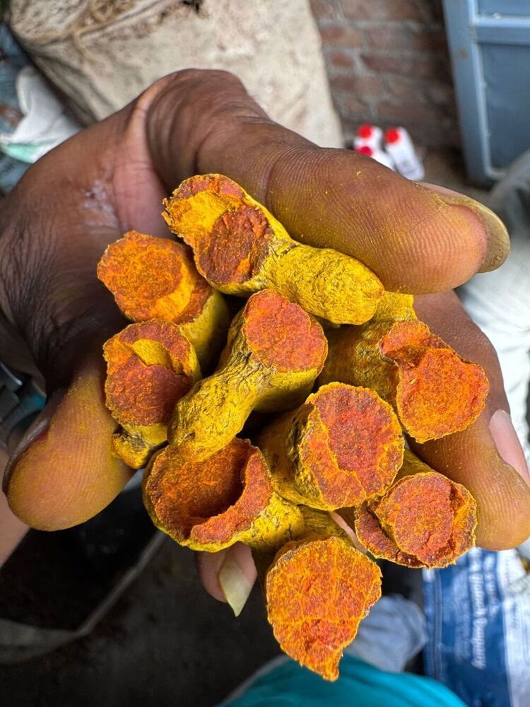 Dried Turmeric Finger