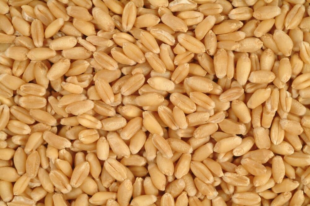 Wheat Grains - Color: Brown