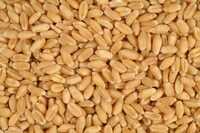 Wheat Grains