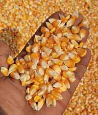 Yellow Maize