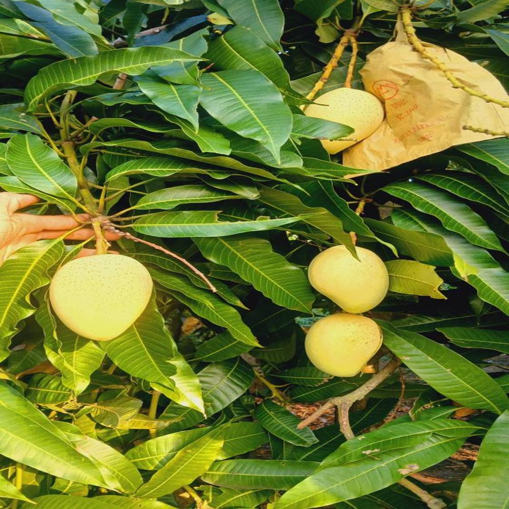 Fruit Image When The Bag Is Used - Color: Yellow