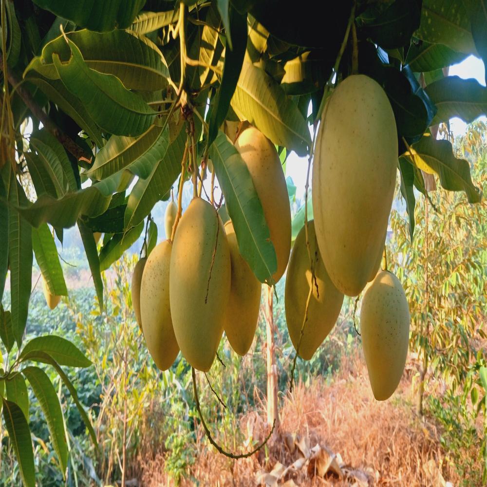 Fruit image when the bag is used
