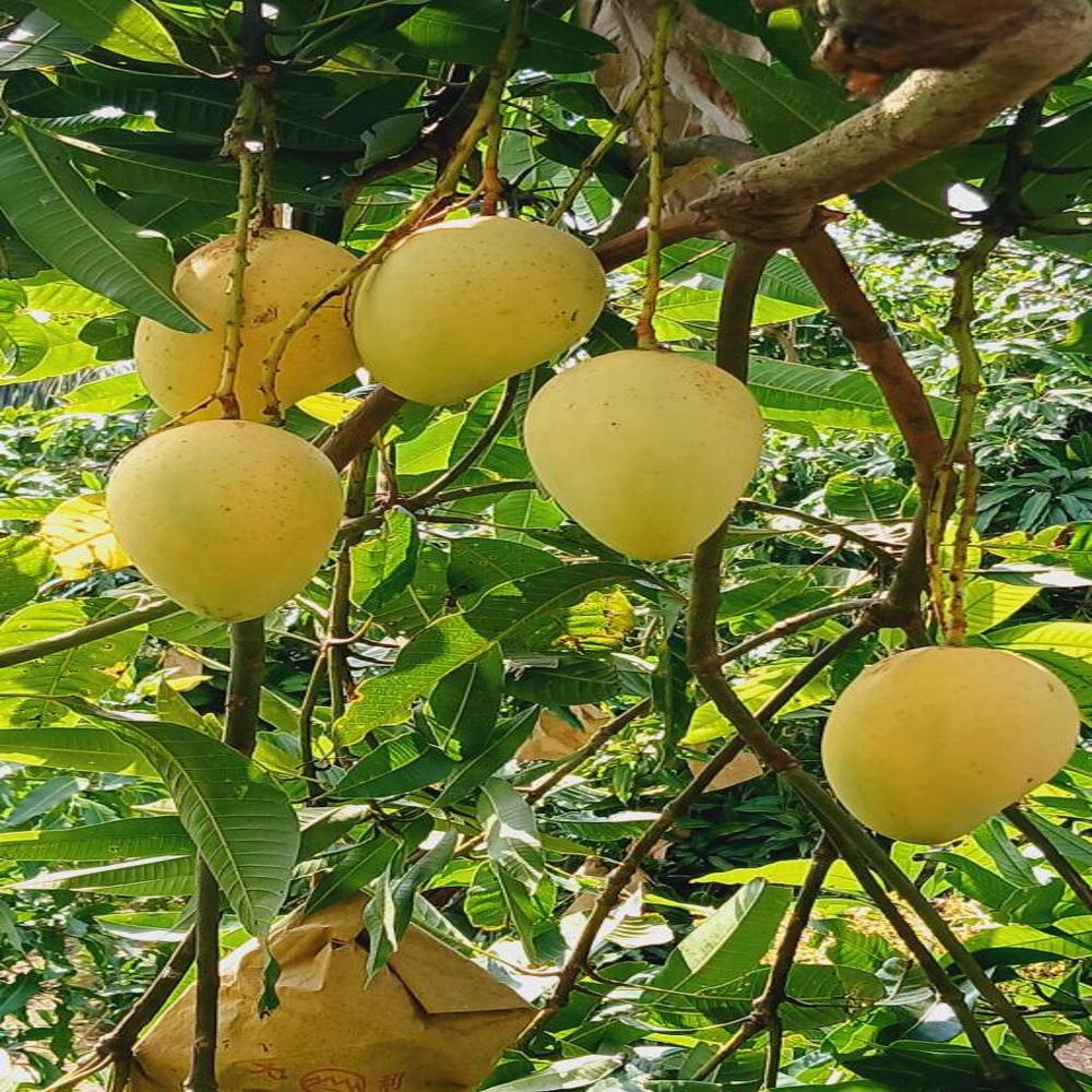 Fruit Image When The Bag Is Used - Color: Yellow
