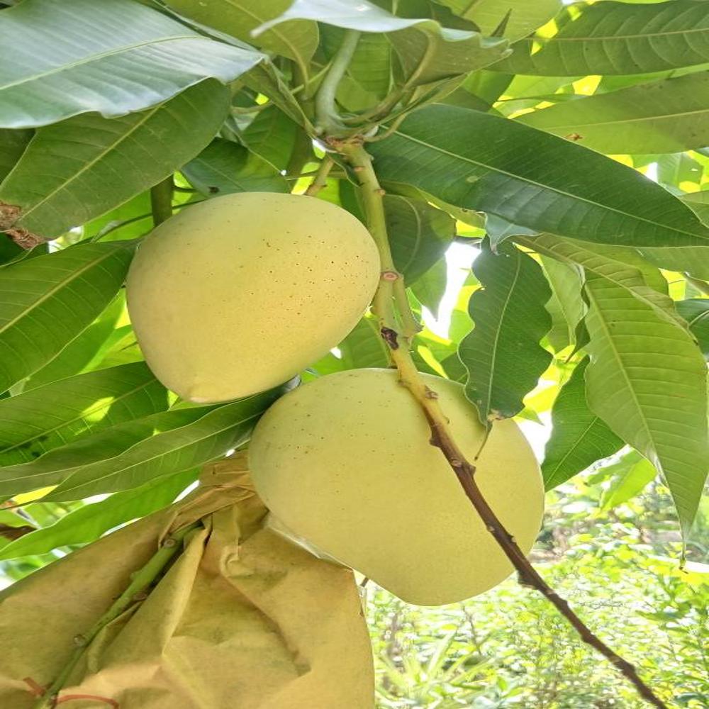 Fruit image when the bag is used