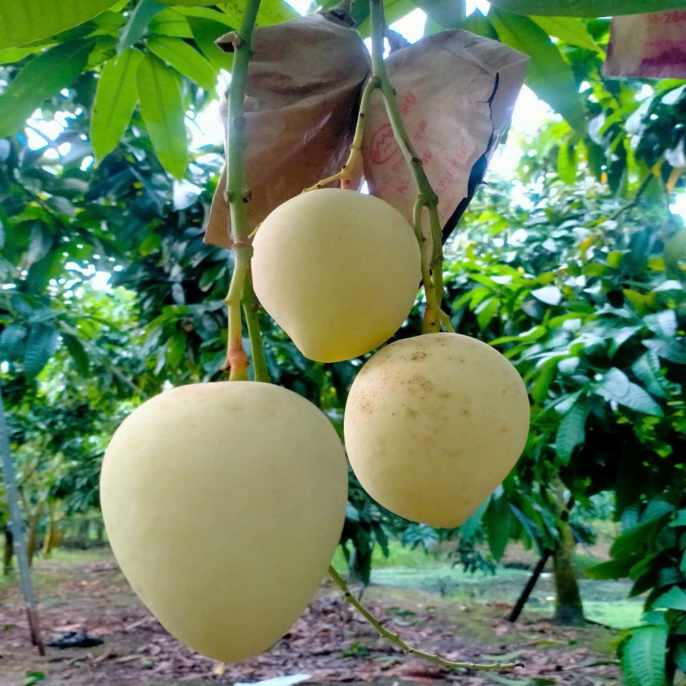 Fruit Image When The Bag Is Used - Color: Yellow