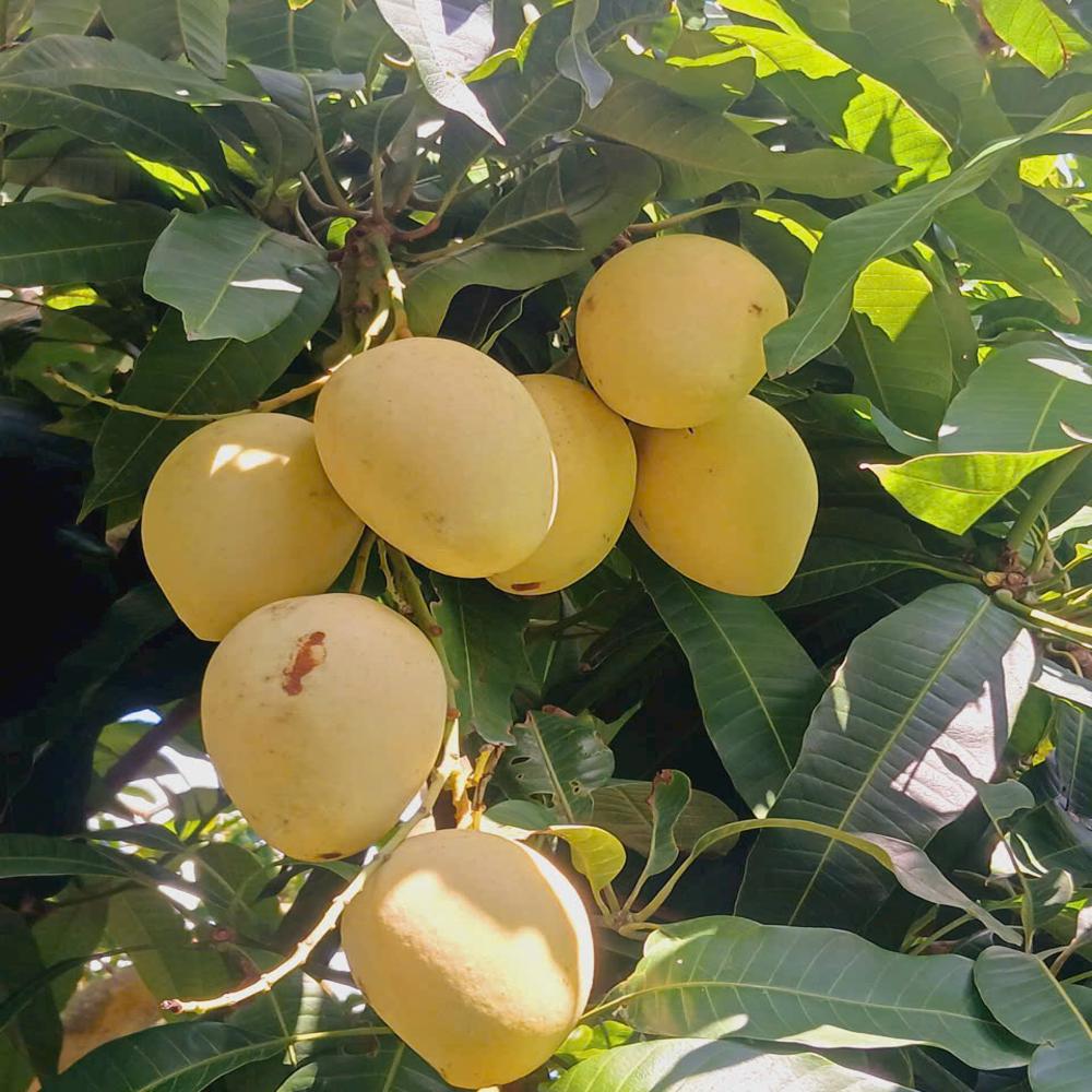 Fruit image when the bag is used