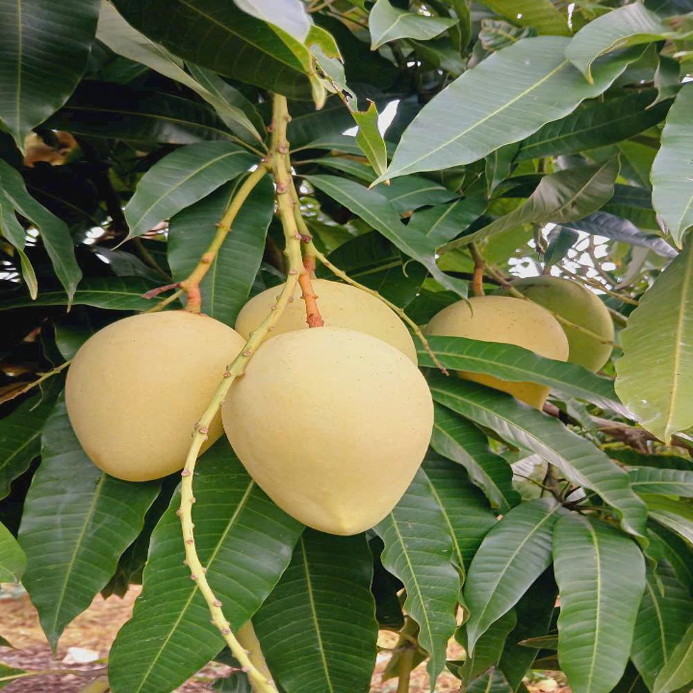 Fruit Image When The Bag Is Used - Color: Yellow