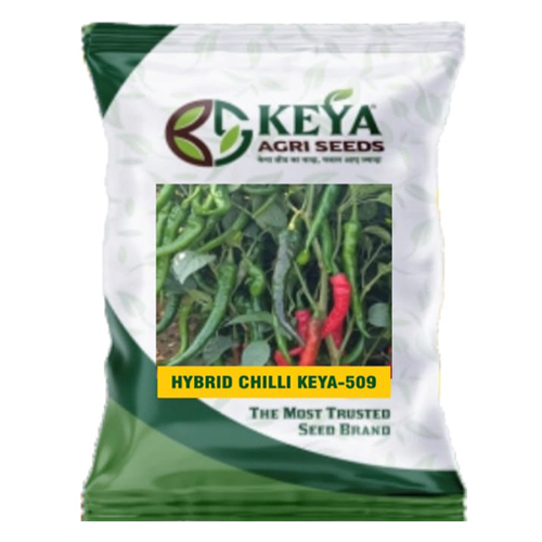 Keya-509 Hybrid Chilli