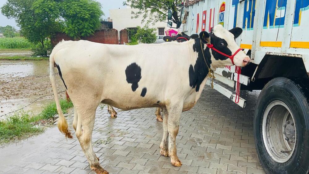 1St Timer Hf Cow - Color: White And Black