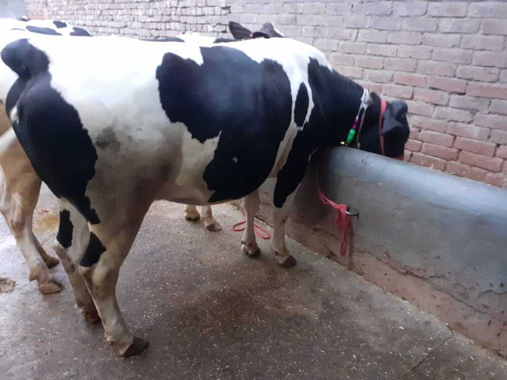 Healthy Hf Cow - Color: White And Black