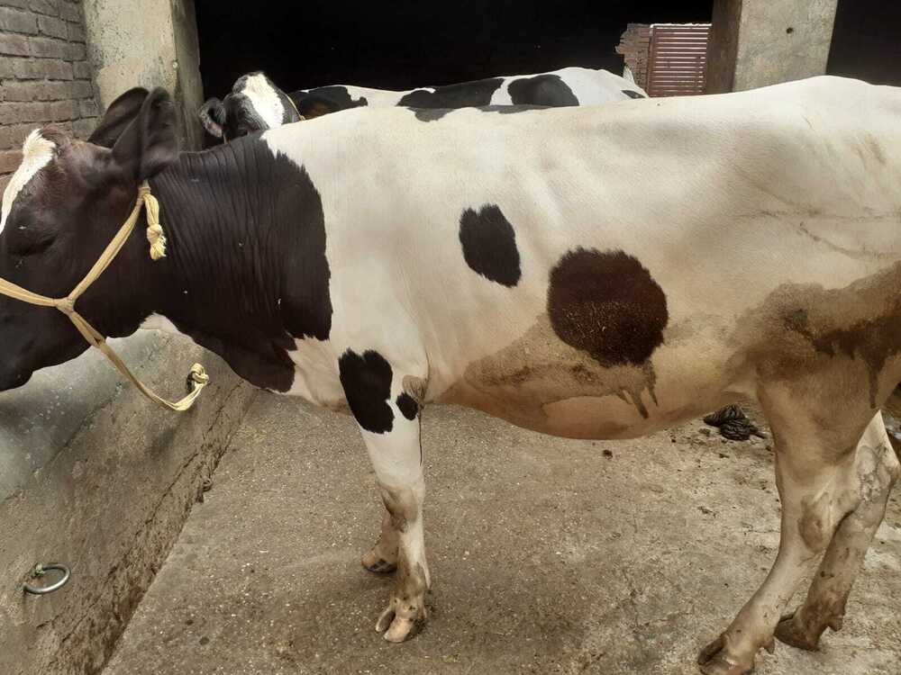 Hf Breed Cow - Color: White And Black