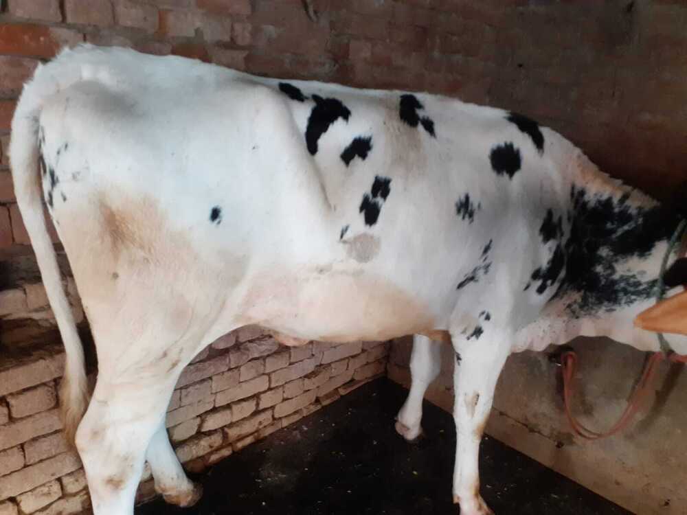 Hf Cow For Milking - Color: White And Black
