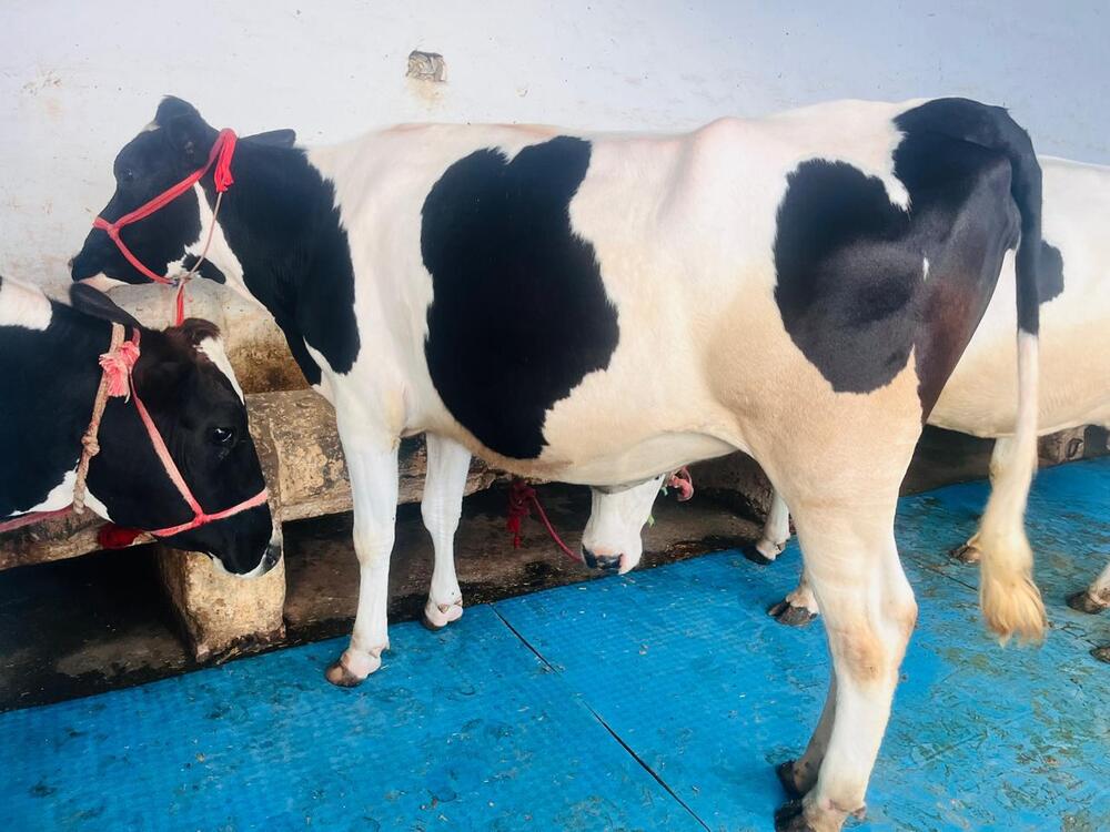 Hf Cow - Color: White And Black