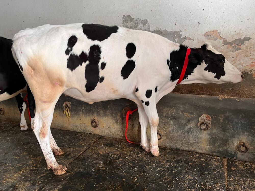Pure Breed Hf Cow - Color: White And Black