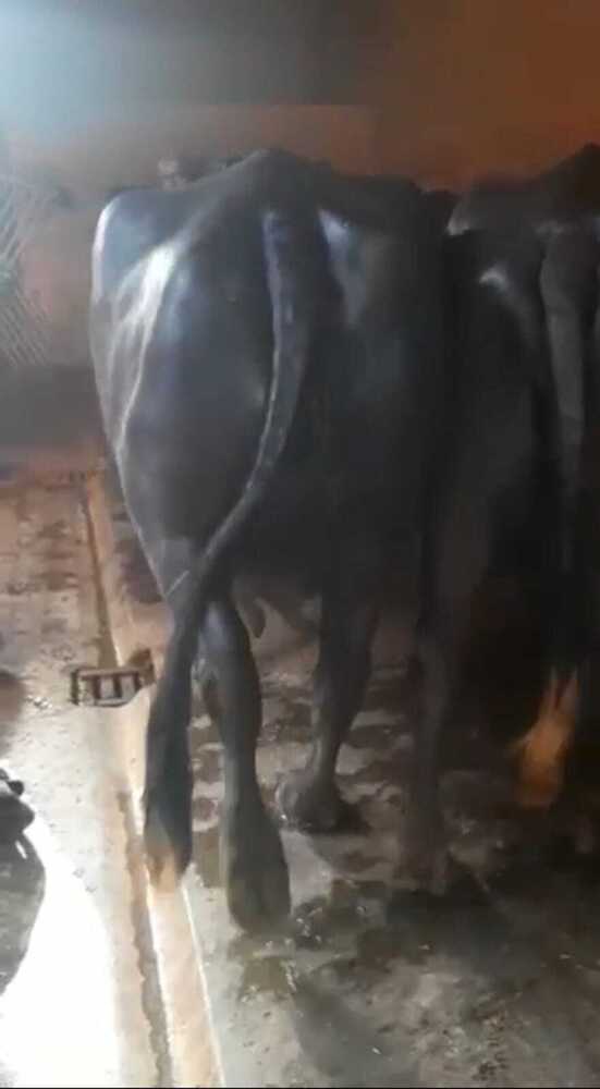Milking Murrah Buffalo - Color: Black