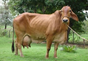 Sahiwal Cow - Color: Brown