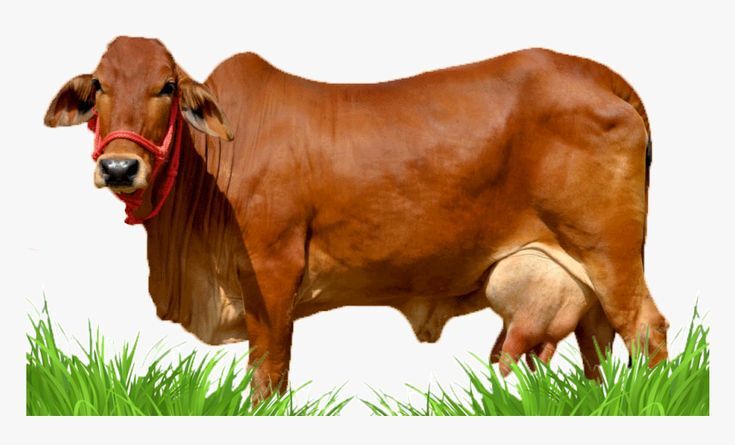 Dairy Farm Sahiwal Cow - Color: Brown