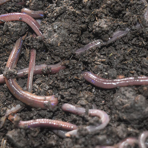 Eco Friendly Compost - Application: Agriculture