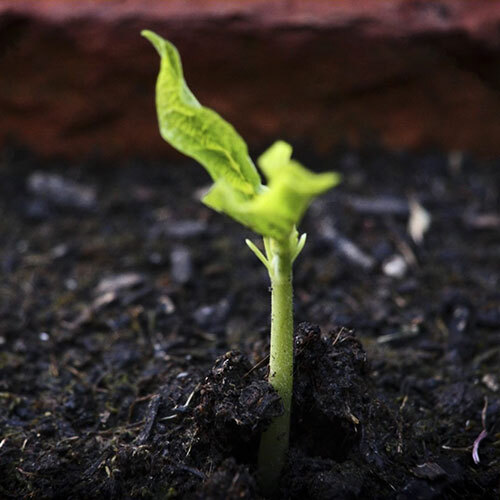 Vermicompost Fertilizer